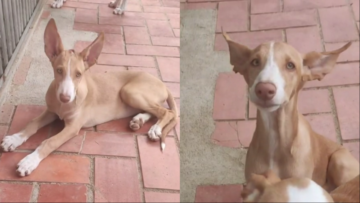 Rocío, la simpática cachorra podenca que busca una familia después de que su madre le mordiera la cabeza