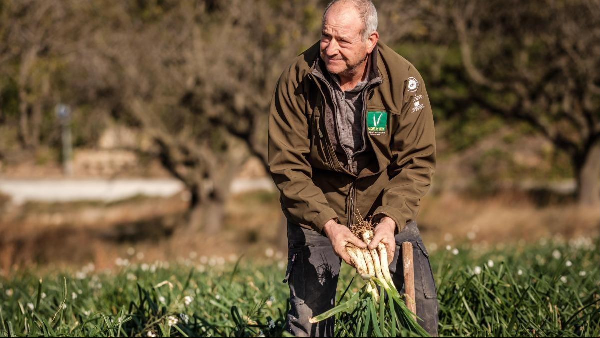 El calçot sortea la sequía