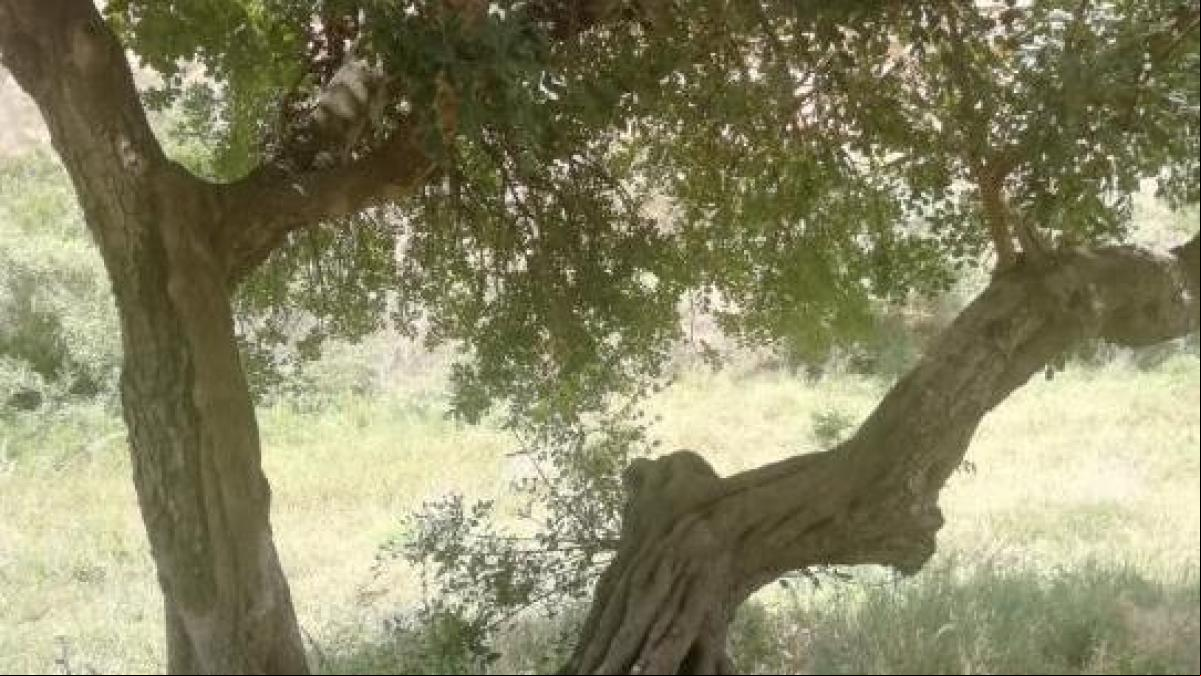 El otoño de las algarrobas en Sant Pere de Ribes