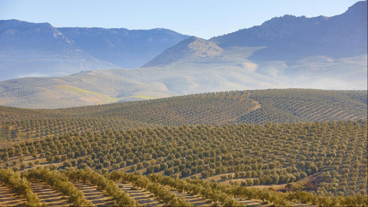 Ruta por Jaén a través de los mejores aceites de la campaña