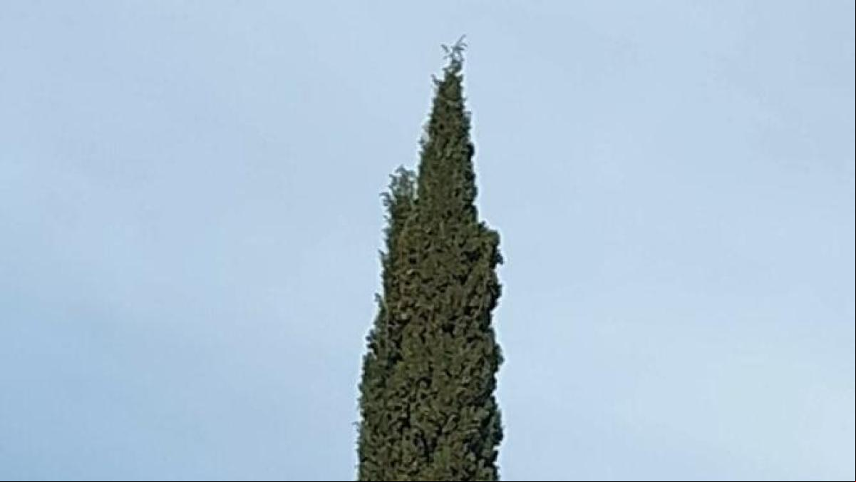 El ciprés que quiso llegar hasta la lluvia