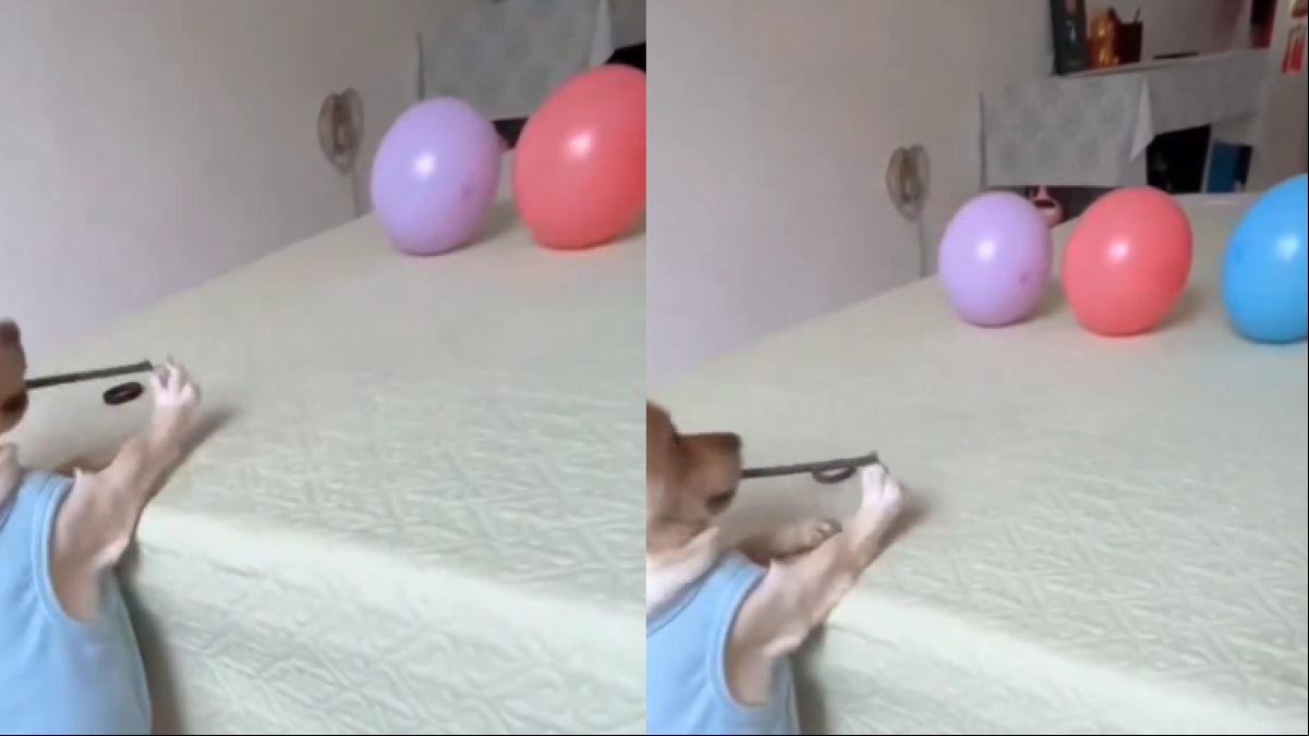 La increíble puntería de un chihuahua al usar una goma y su hocico como tirachinas: ¡Sorprendente!