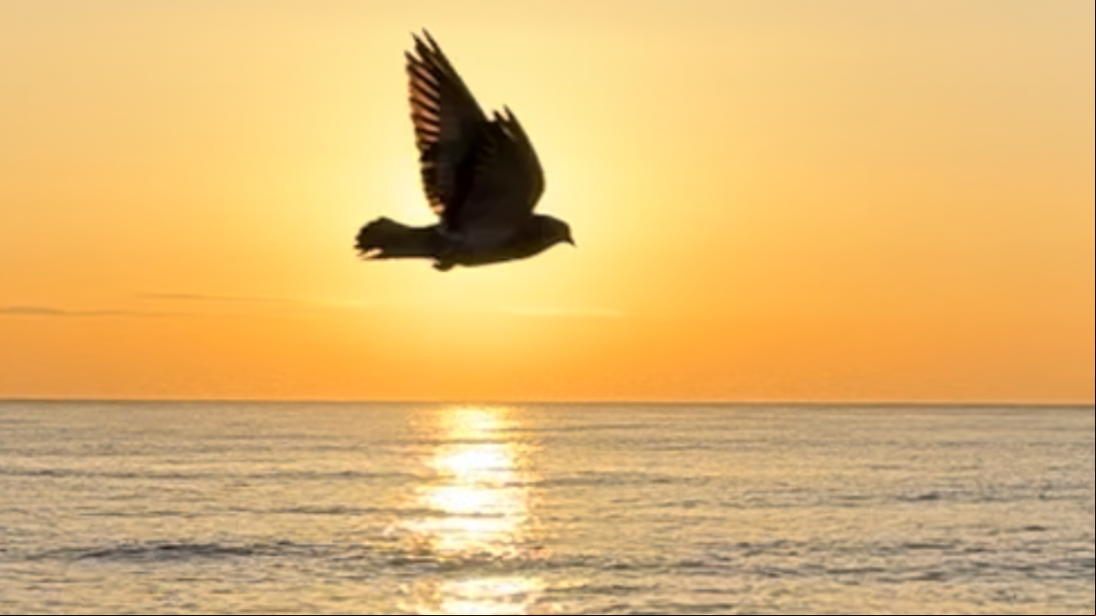 La gaviota tapasol de Cabrera de Mar