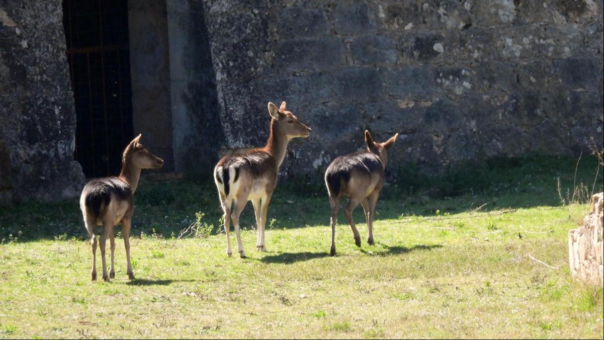 Los gamos pastan por el castillo de Sant Ferran