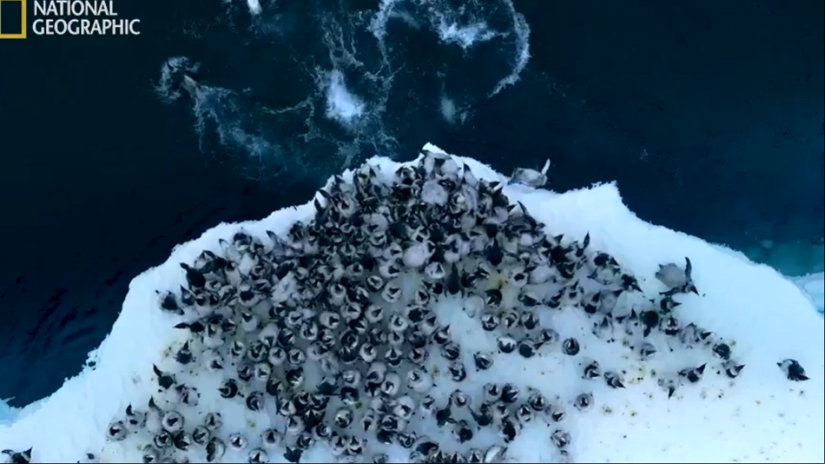El raro fenómeno de los pingüinos emperador que saltan desde un acantilado en la Antártida