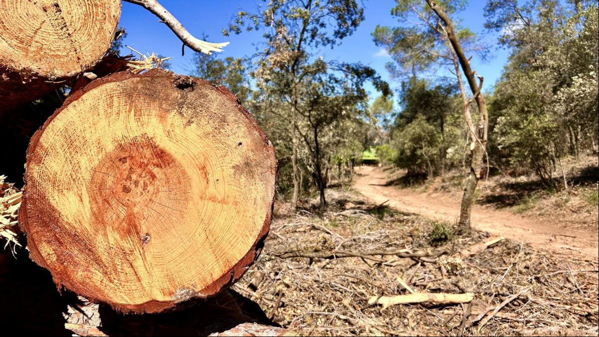 El dilema de la gestión forestal