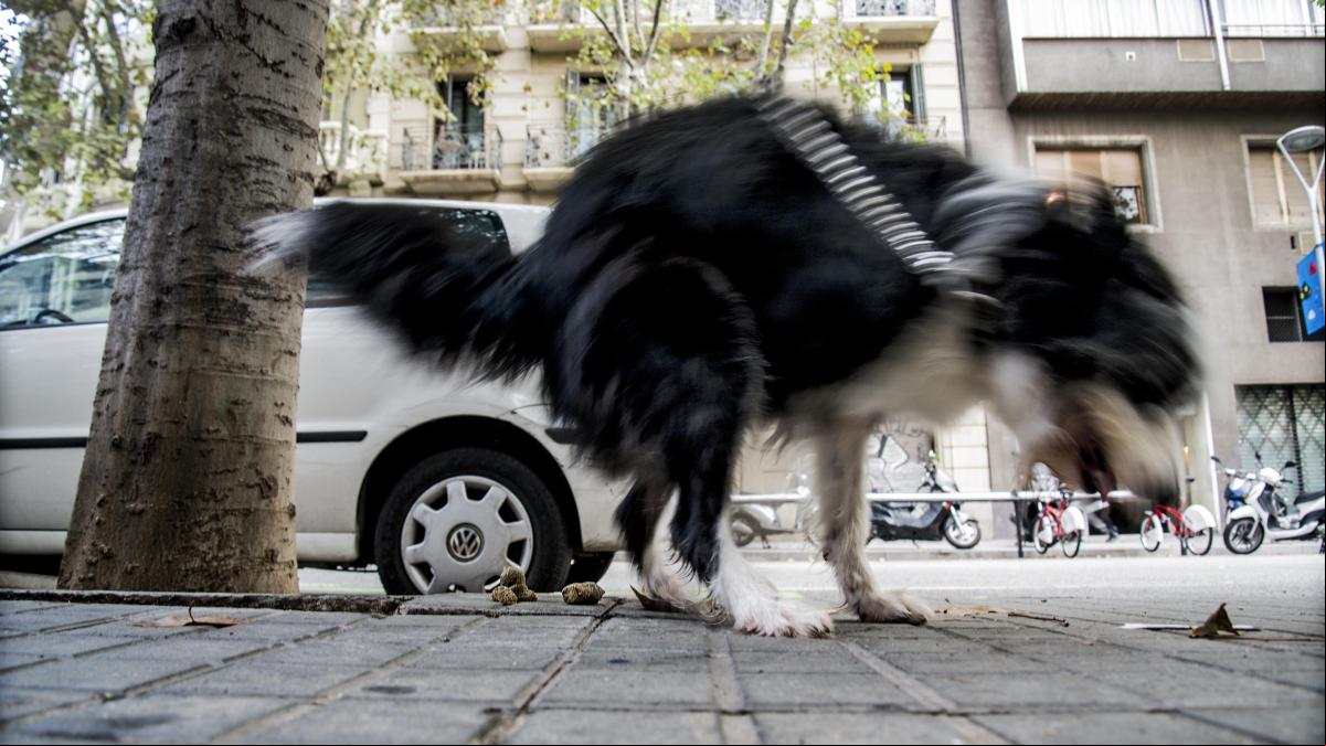 Pruebas de ADN para combatir el incivismo de los propietarios de perros