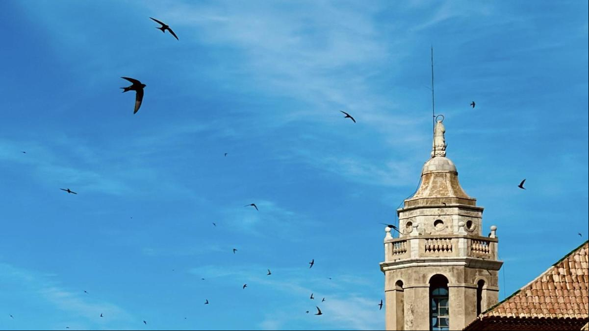 El cielo de vencejos de Sitges