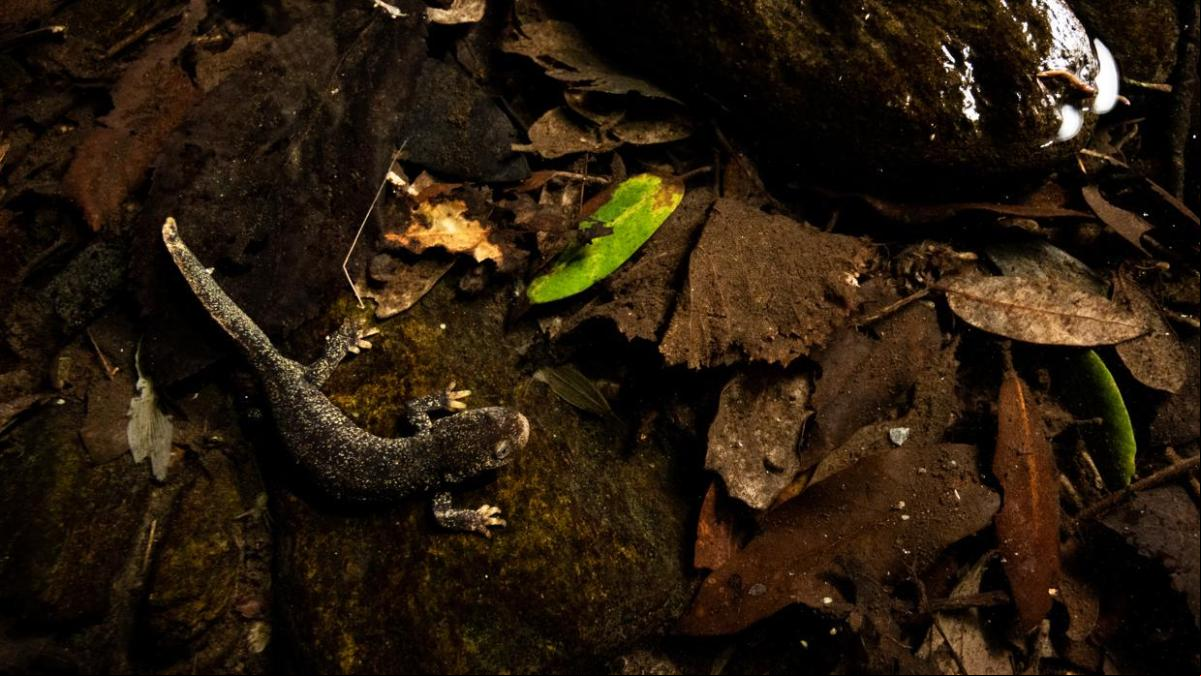 Descubierta una subespecie nueva del tritón del Montseny, un animal único en Catalunya