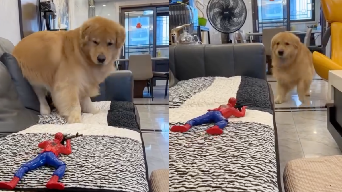 La hilarante reacción de un golden retriever ante el ataque de un juguete: “¿Por qué Spiderman tiene un arma, Cleiton?”