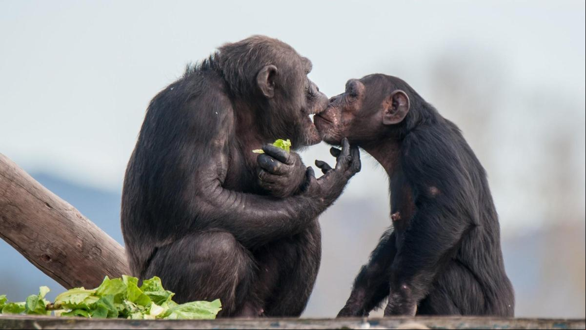 La protección de los grandes simios: ¿Para qué criarlos si no se reintegran a su hábitat natural?