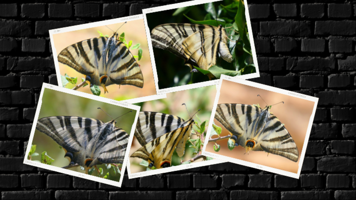 La gigantesca mariposa chupaleches, en imágenes