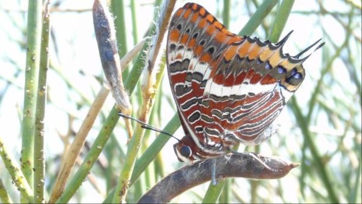 La mariposa del madroño, un dragón europeo en forma de insecto