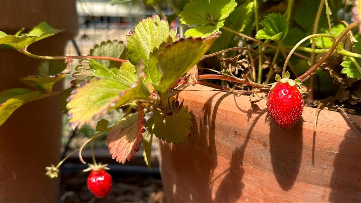 El misterio del Proyecto Strawberry