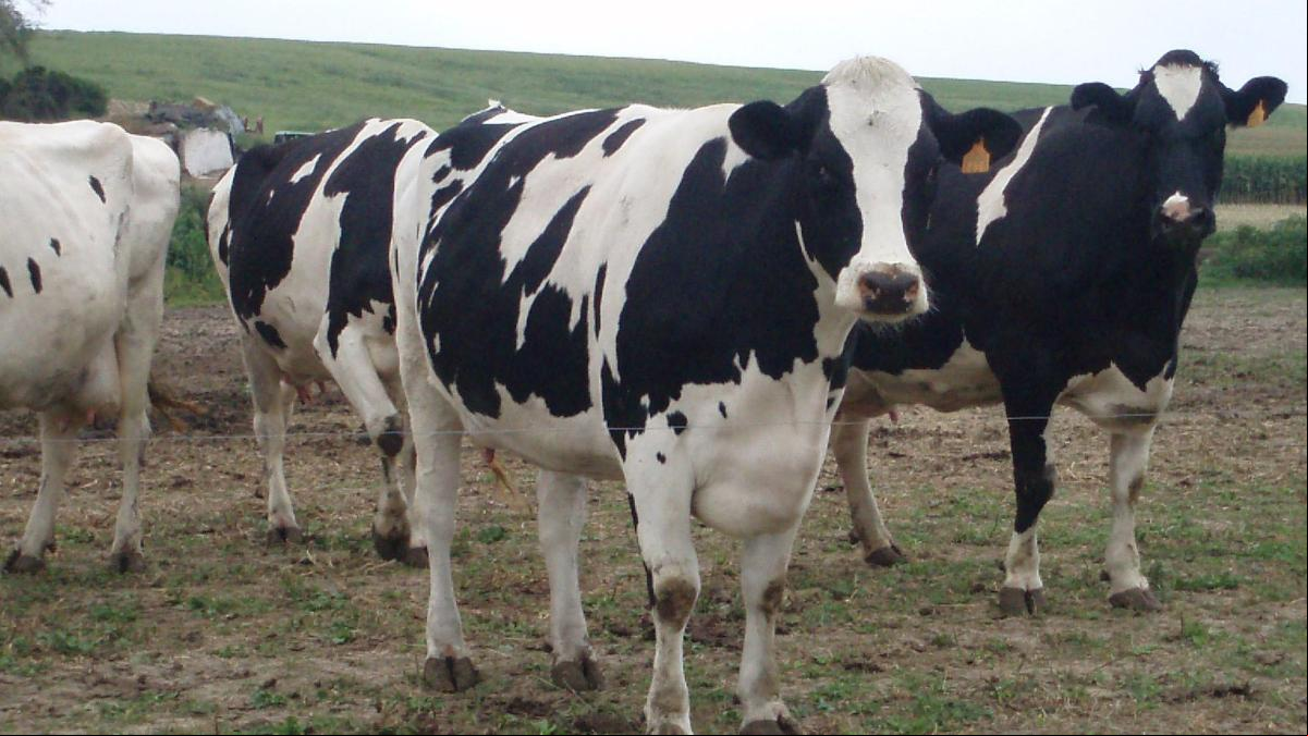Más que mugir: así se comunican entre sí las vacas