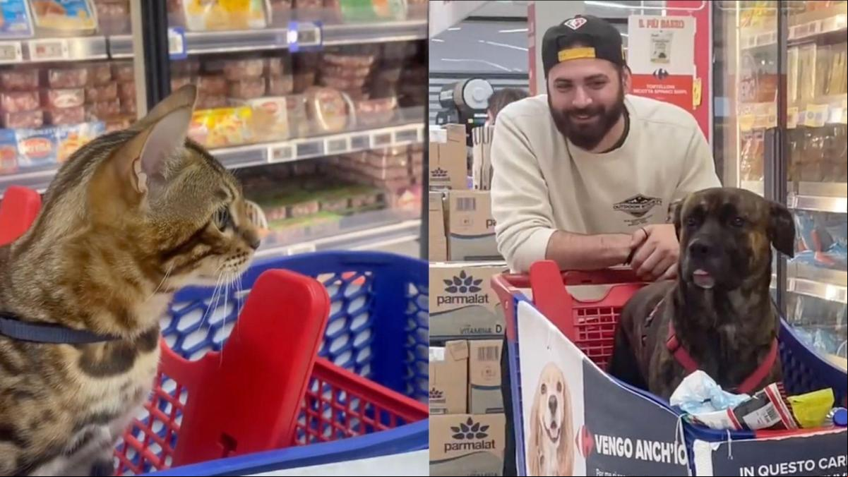 El tenso encontronazo de un perro y un gato en medio del Carrefour: “Batalla Pokémon”