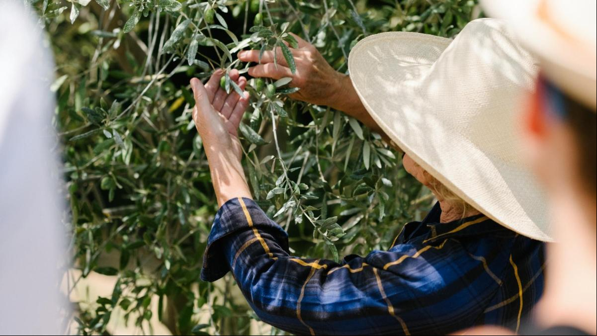 Vacaciones en el cortijo: oleoturismo para impulsar la economía de la España vacía