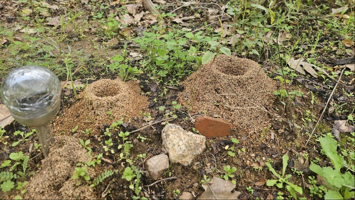 ¿Por qué proliferan los volcanes de hormigas?