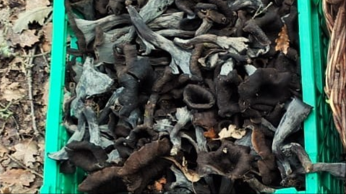 Las únicas setas que están de muerte