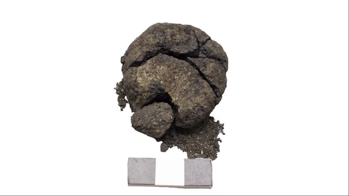 Incomestible, pero útil: un pan de 8.000 años es uno de los hallazgos arqueológicos del año