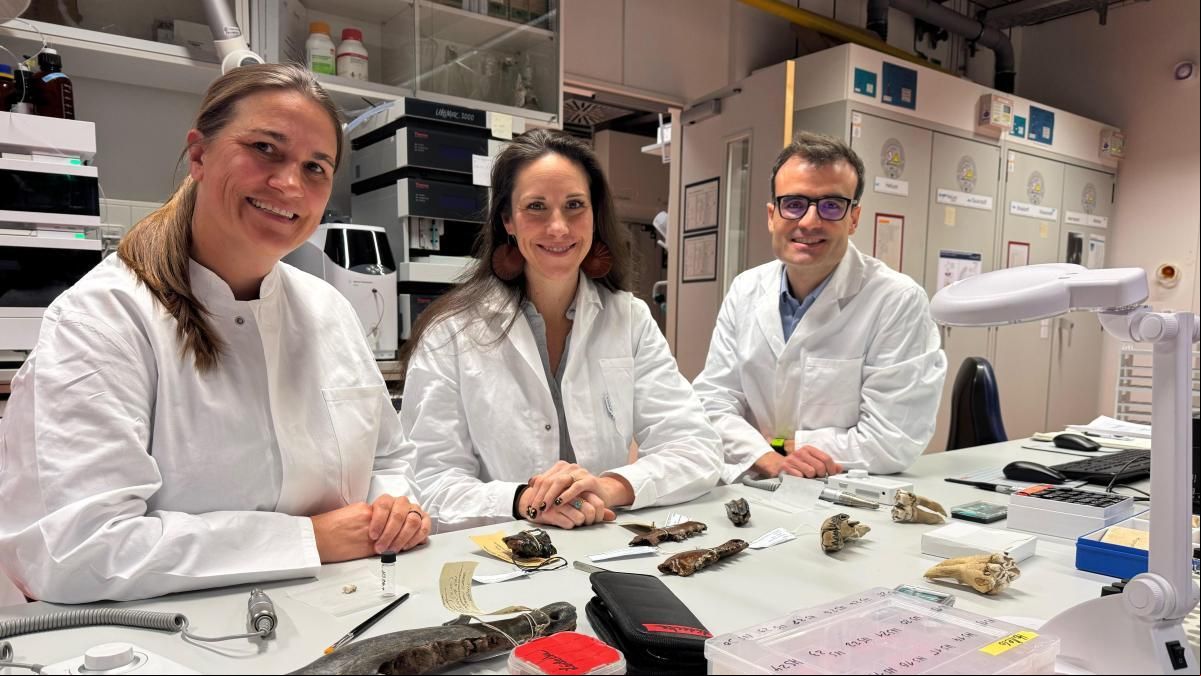 El esmalte dental de los australopitecos demuestra que fueron vegetarianos