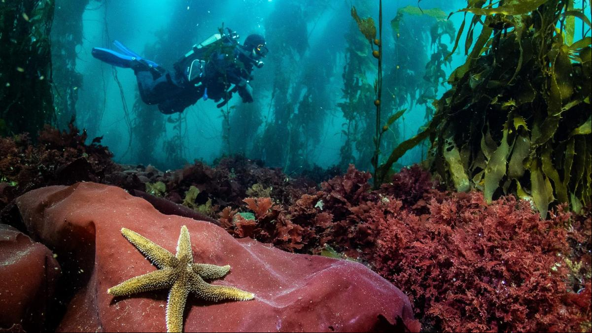 Blanca Figuerola, la bióloga catalana que ha buceado en las islas más remotas del mundo
