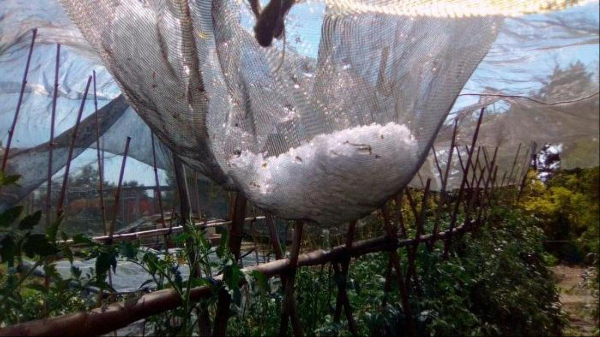 Agroseguro señala que la zona de Lleida afectada por el pedrisco alcanza las 10.000 hectáreas