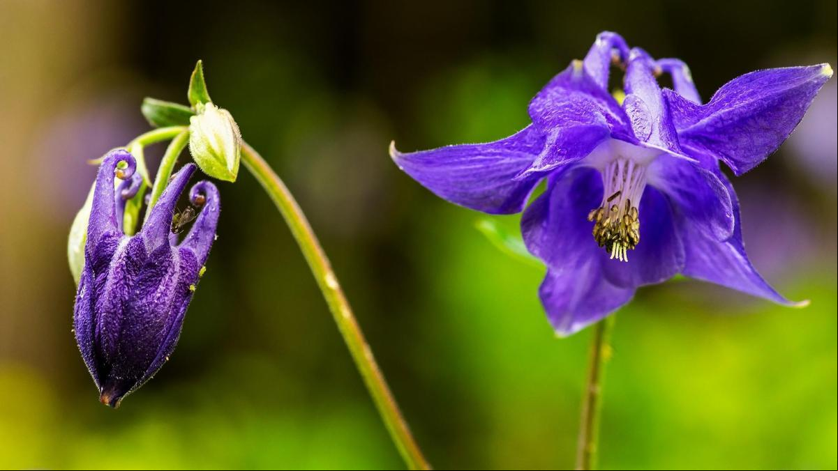El lucimiento de las campanillas azules