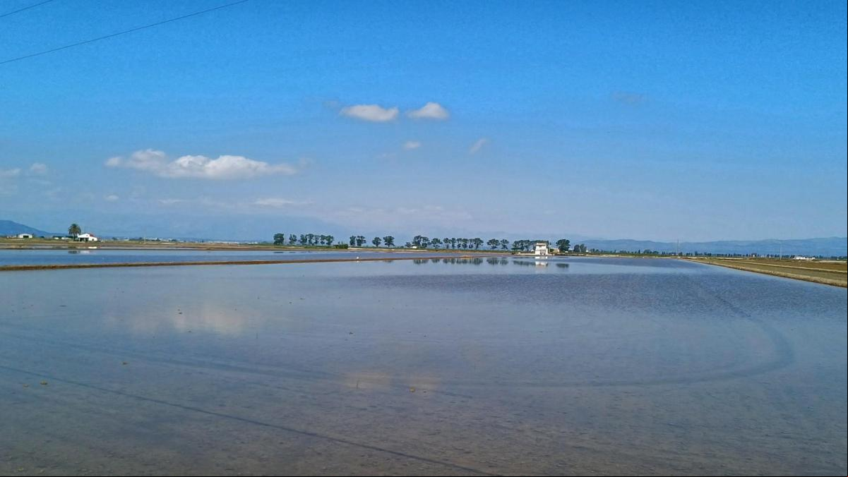 Océanos de arroz en el delta del Ebro