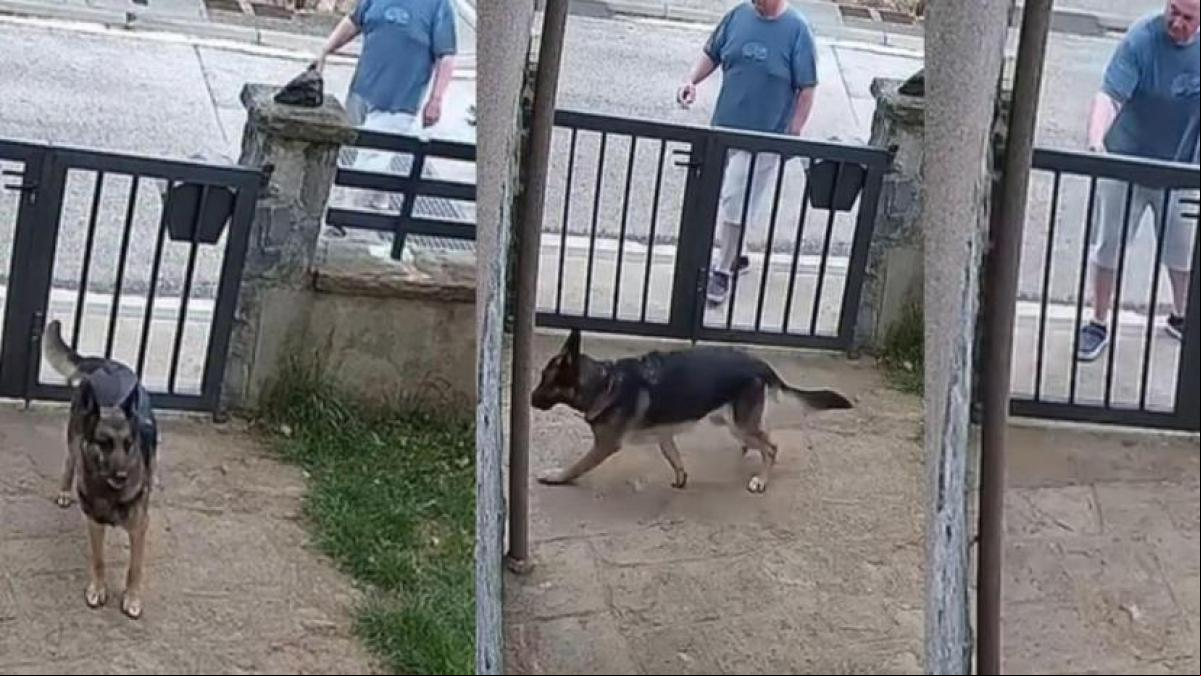 Ataque cruel en un barrio de Olot: un hombre con el rostro descubierto lanza ácido a dos perros en el patio de una casa