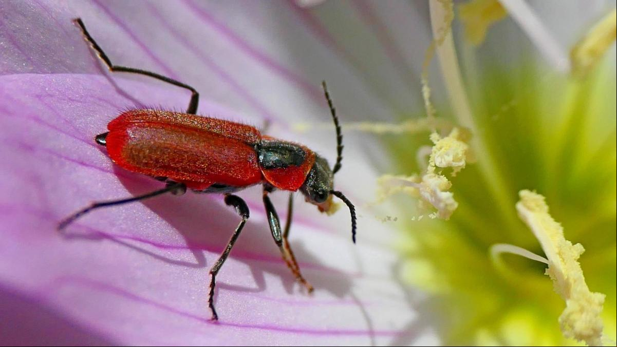 La gran metamorfosis de Rufus