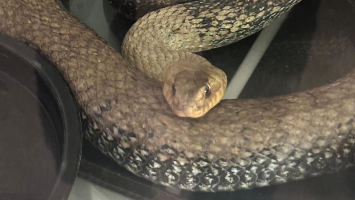 Rescatan una culebra de tres metros escondida en el motor de un coche en València