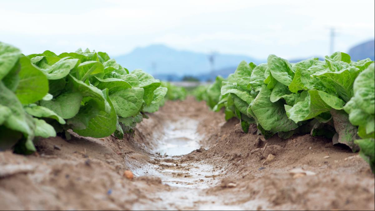 Lechugas y otras plantas que comemos captan microplásticos por las hojas a través del aire