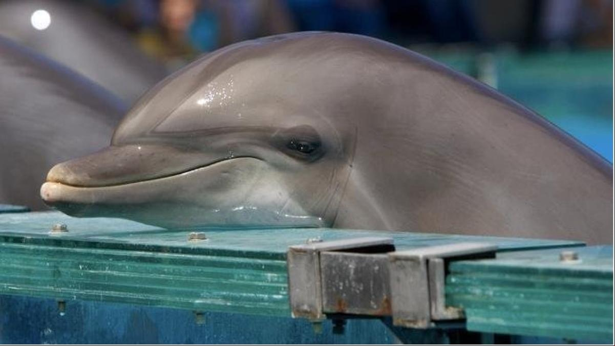 Ni te imaginas cuantos delfinarios hay en España: campaña para su cierre