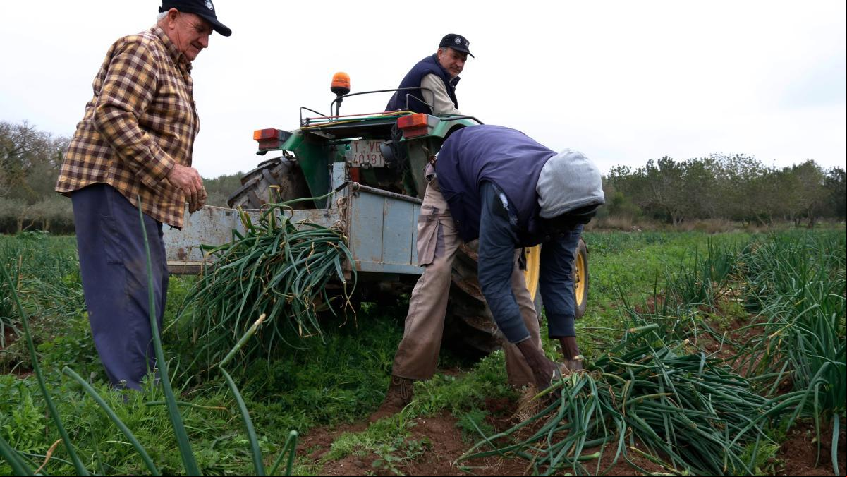 Los productores de calçots de Valls prevén llegar a 20 millones de unidades