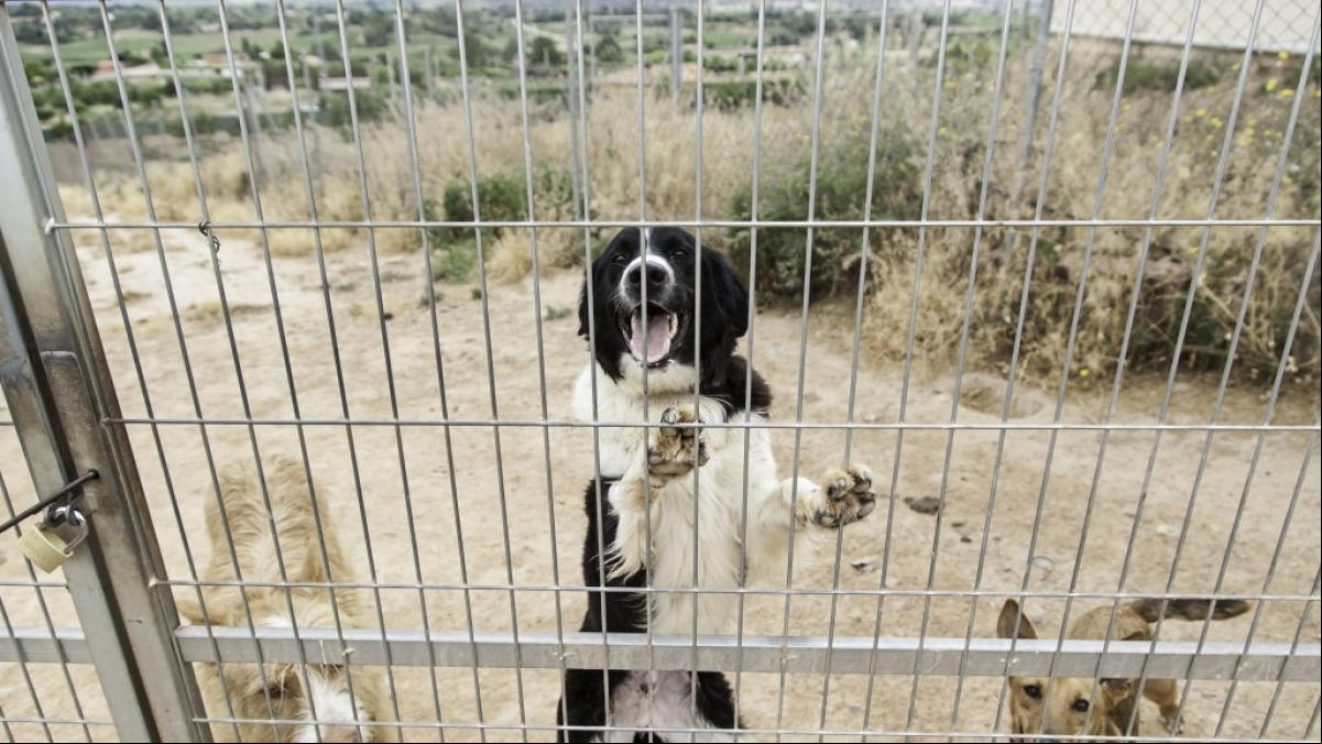 Una milagrosa donación anónima de 70.000 euros salva la protectora de animales de Torredembarra
