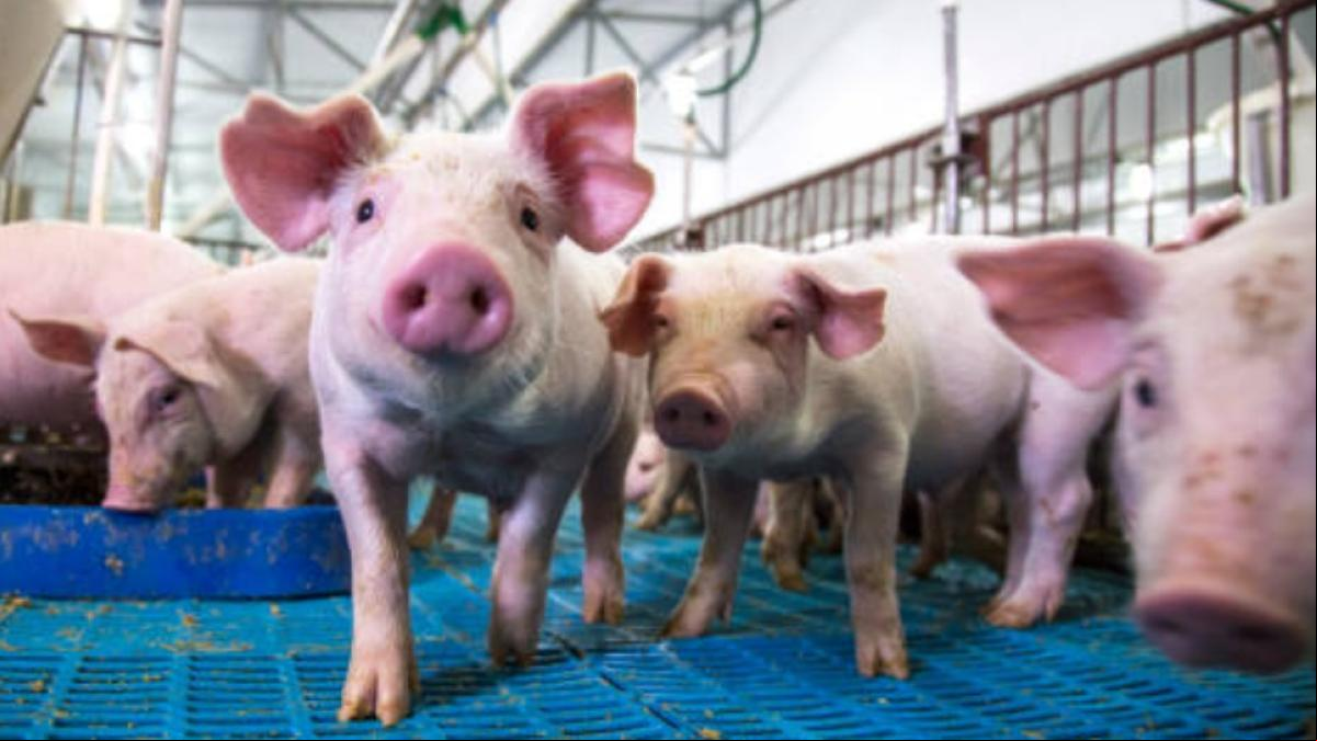 Logran resucitar los órganos de un cerdo muerto con una nueva tecnología