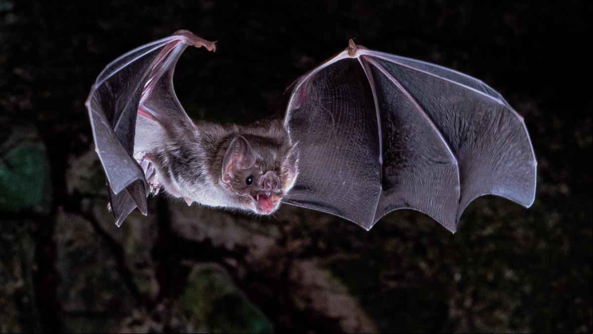 Descubierto por qué los vampiros beben sangre