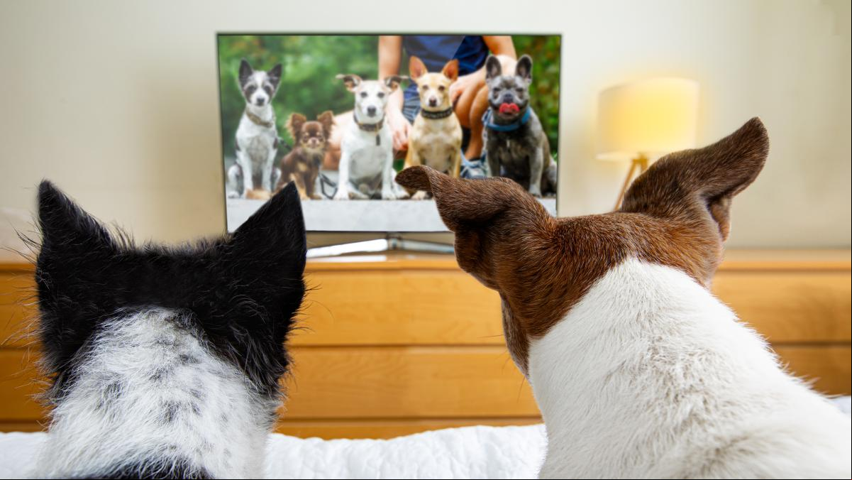 A los perros les gusta la televisión y los expertos quieren averiguar qué tipo de programas son sus preferidos