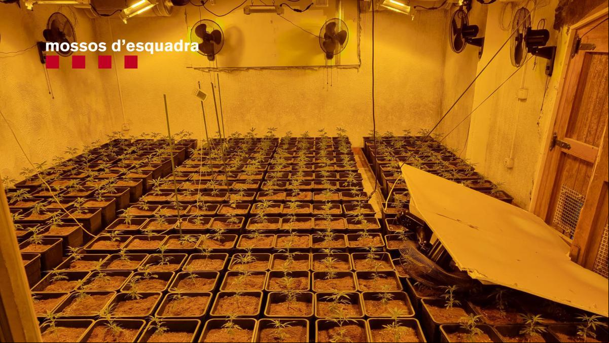 Halladas dos plantaciones con más de 1.500 plantas de marihuana en El Vendrell y Albinyana