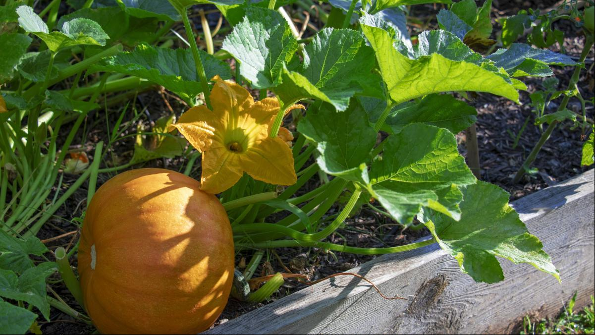 Trucos infalibles para cultivar calabazas en tu huerto, ¡incluso en pequeños espacios!
