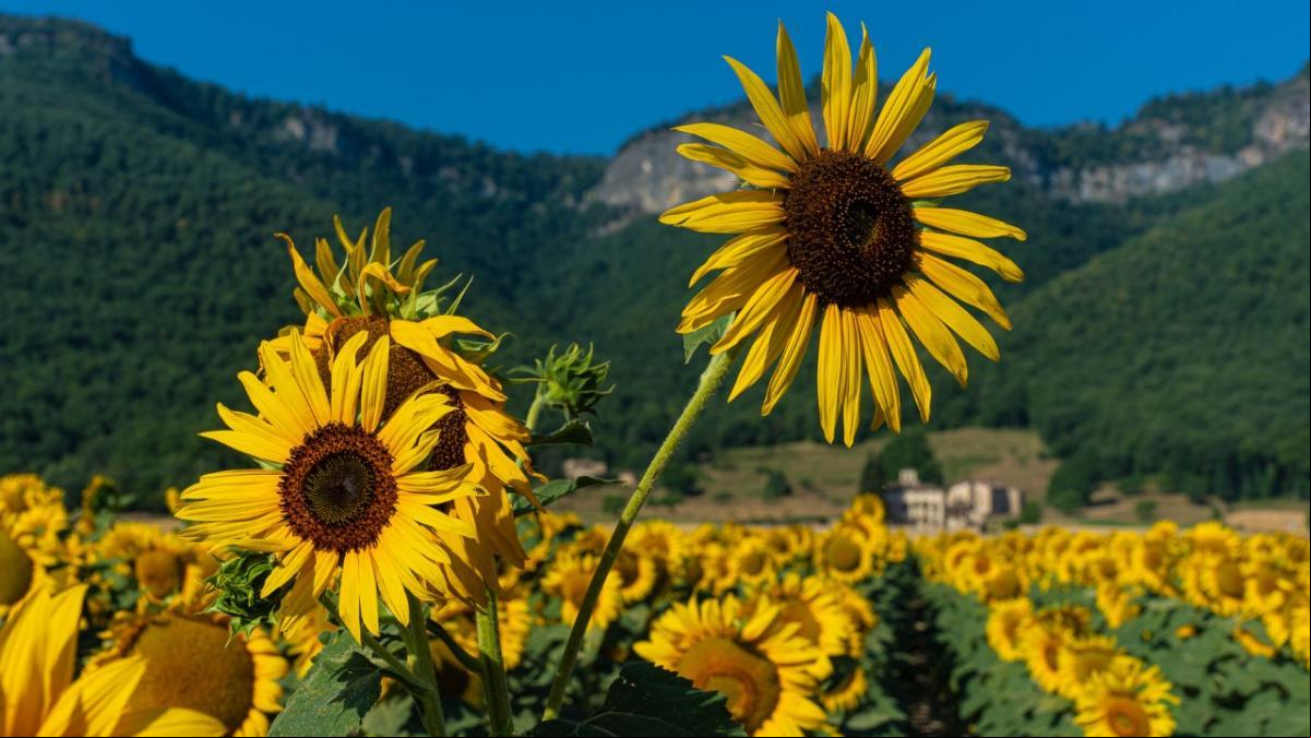 Girasoles en pleno apogeo en la Garrotxa