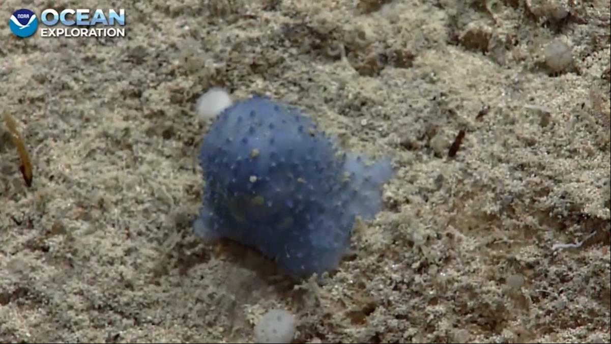 El misterio de la criatura viscosa azul sigue sin resolverse
