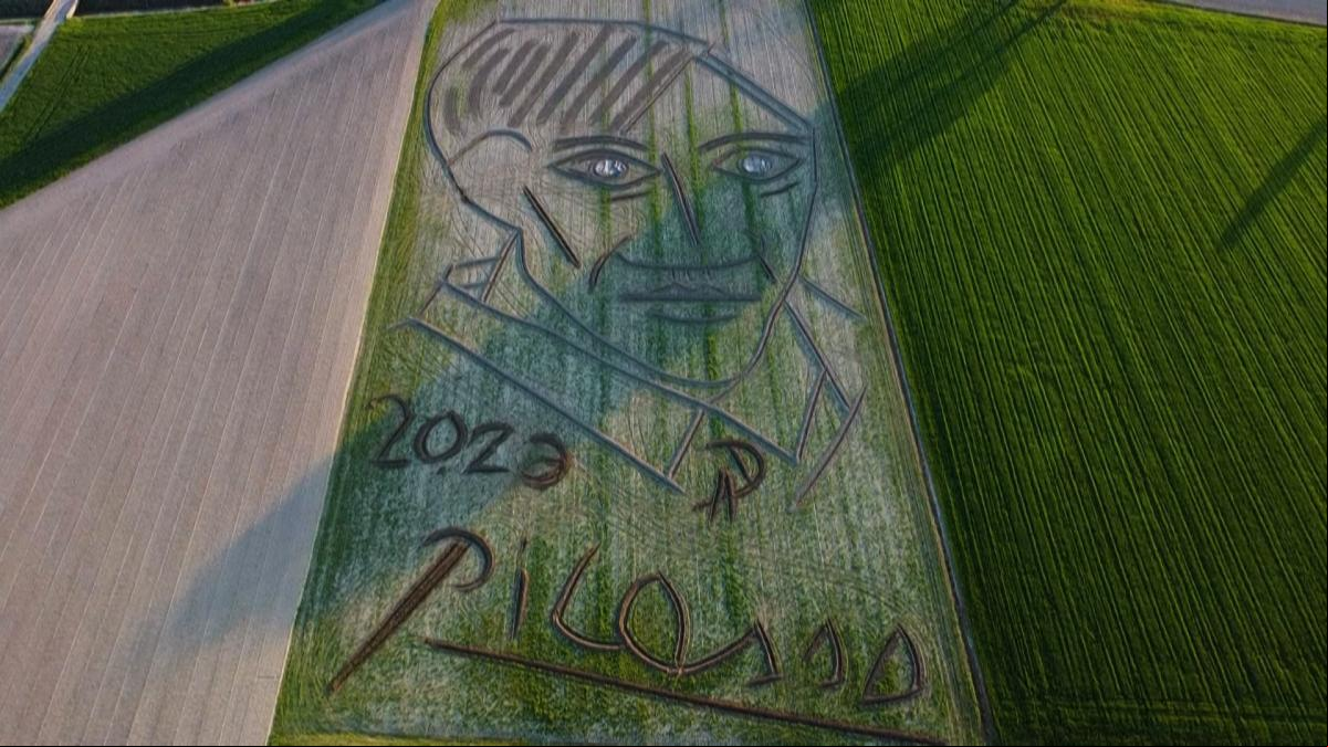 Realizan con un tractor el retrato más grande del mundo de Picasso en un campo de Italia