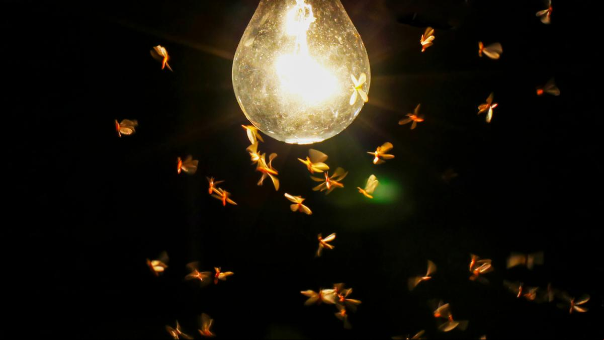 Esta puede ser la explicación definitiva de por qué los insectos se sienten atraidos por la luz artificial