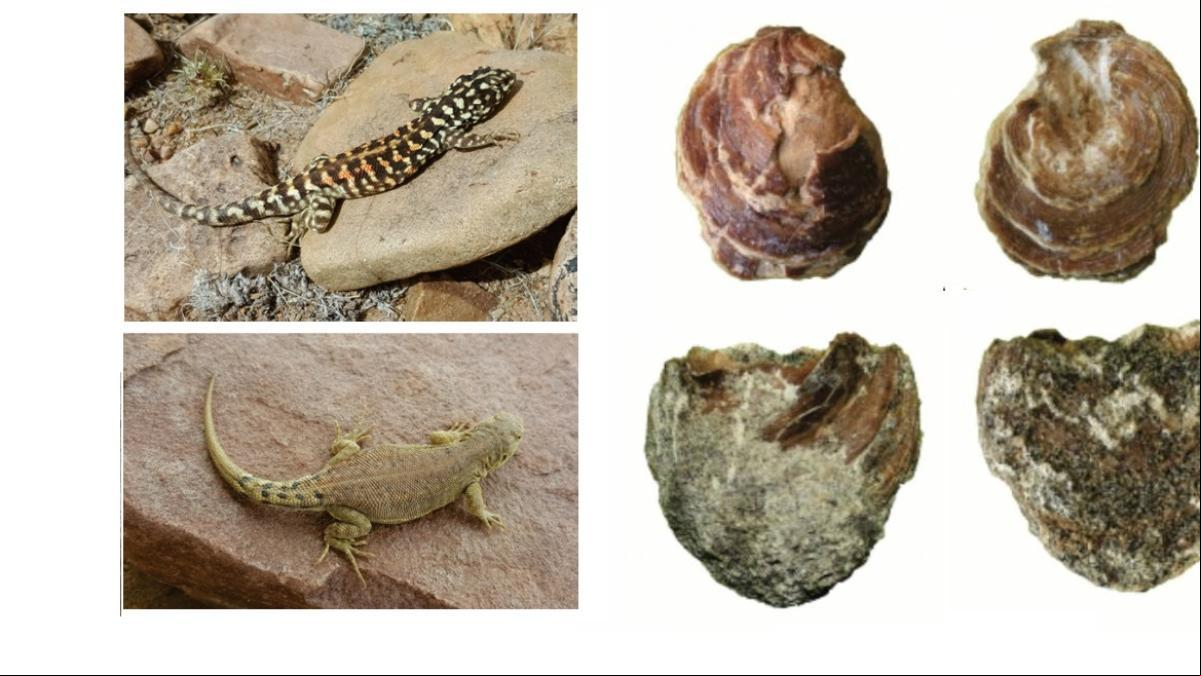 Un lagarto y un pequeño fósil, las dos primeras especies con nombre científico en honor de Messi