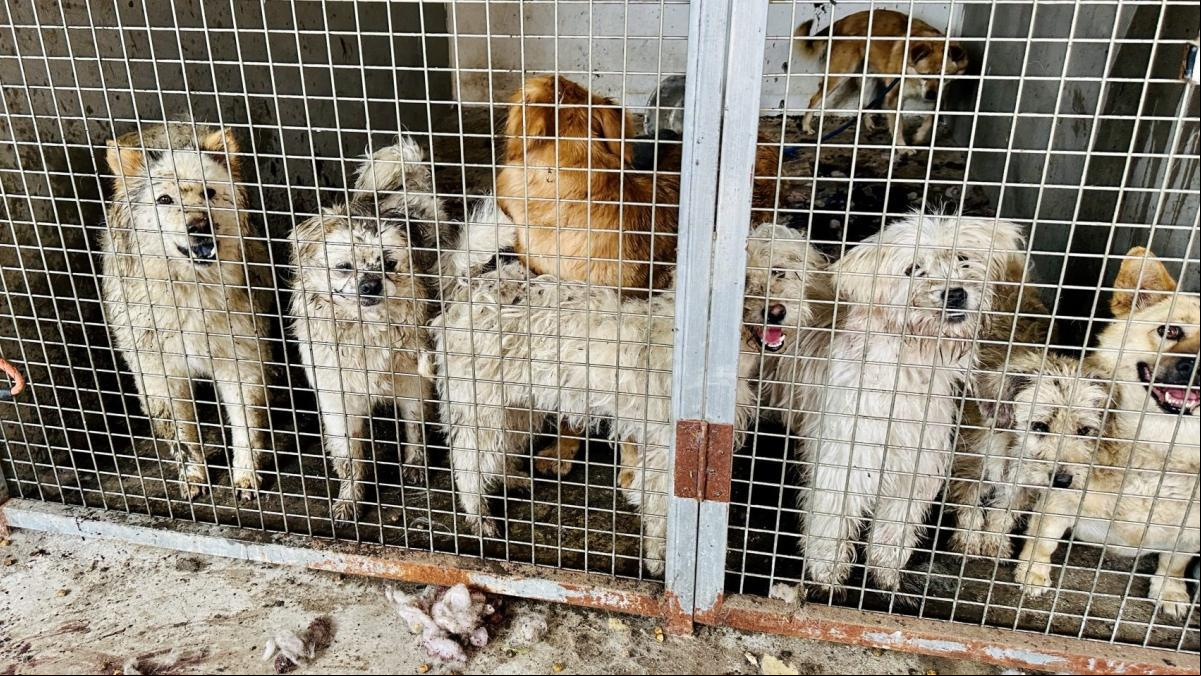 Rescatan en un matadero de China a 19 perros que iban a ser sacrificados para el festival de Yulin