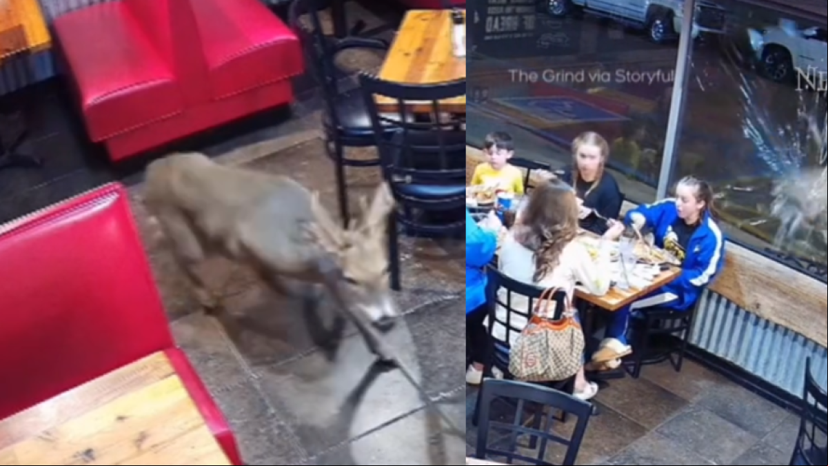 Un ciervo muy nervioso entra a un restaurante por la ventana y siembra el caos: No me volveré a sentar al lado de un cristal