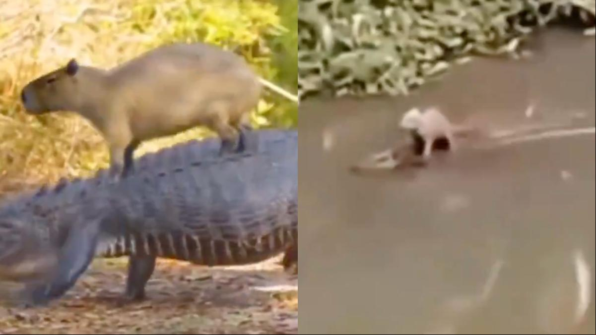 La sorprendente relación entre un capibara y un cocodrilo: No domina al mundo porque no quiere