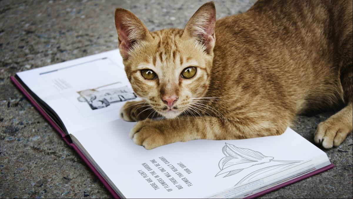 La divertida iniciativa de una biblioteca para animar a sus s mediante fotos de gatos